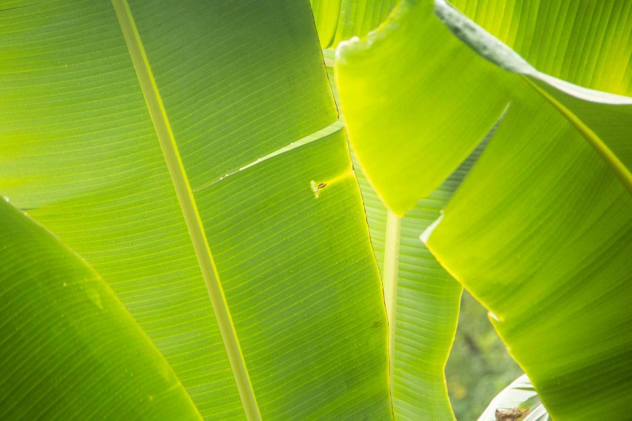 Eco Hotel El Columpio Salento Ngoại thất bức ảnh